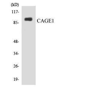 Anti-CAGE1 Rabbit Polyclonal Antibody