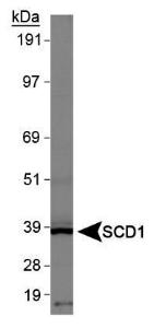 Anti-GPR155 Rabbit Polyclonal Antibody (Biotin)