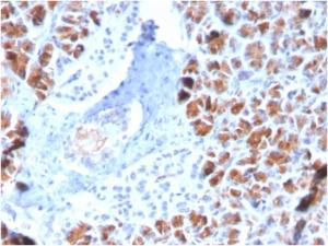 Anti-BARX1 Mouse Monoclonal Antibody [clone: BARX1/2759]