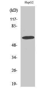 Western blot analysis of various cells using Anti-GABRA4 Antibody