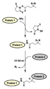 SDA (NHS-Diazirine) (succinimidyl 4,4′-azipentanoate), Pierce™