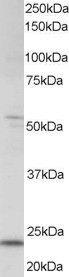 Anti-MXD4 Antibody (A83879) staining (0.5 µg/ml) of human kidney lysate (RIPA buffer, 35 µg total protein per lane). Primary incubated for 1 hour. Detected by western blot using chemiluminescence