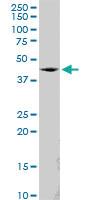 Anti-SS18 Mouse Polyclonal Antibody