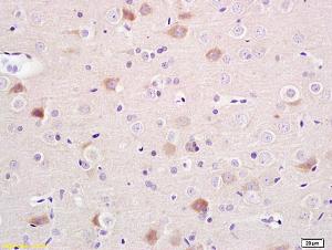 Anti-SNCA Mouse Polyclonal Antibody