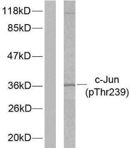 Anti-c-Jun Rabbit Polyclonal Antibody