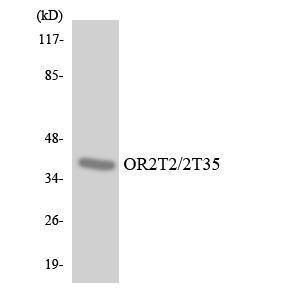 Anti-OR2T2 + OR2T35 Rabbit Polyclonal Antibody