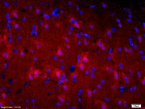 Anti-SNCA Mouse Polyclonal Antibody