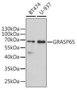 Anti-GRASP65 antibody