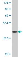 Anti-TBX21 Mouse Monoclonal Antibody [clone: 4F8]