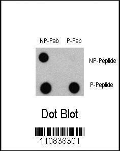 Anti-LC3C Rabbit Polyclonal Antibody (AP (Alkaline Phosphatase))