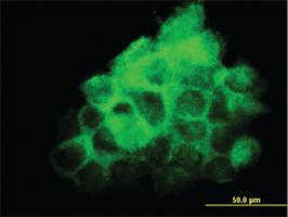 Anti-FNDC3A Mouse Monoclonal Antibody [clone: 2H4]