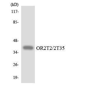 Western blot analysis of the lysates from HepG2 cells using Anti-OR2T2 + OR2T35 Antibody