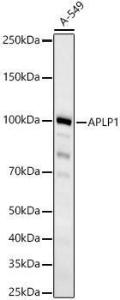 Western blot analysis of A-549, using Anti-APLP1 Antibody [ARC60846] (A309280) at 1:1000 dilution. The secondary Antibody was Goat Anti-Rabbit IgG H&L Antibody (HRP) at 1:10000 dilution. Lysates/proteins were present at 25 µg per lane