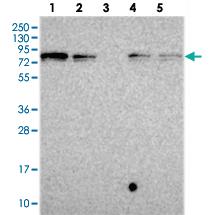 Anti-GSPT2 Rabbit Polyclonal Antibody