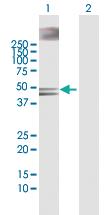 Anti-STK26 Rabbit Polyclonal Antibody