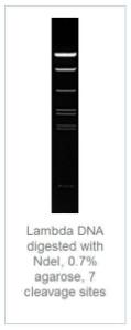 Restriction enzyme, NdeI, Fermentas