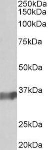 Antibody anti-POU2AF1 100 µg