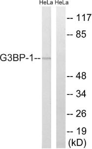 Western blot analysis of lysates from HeLa cells using Anti-G3BP-1 Antibody. The right hand lane represents a negative control, where the antibody is blocked by the immunising peptide