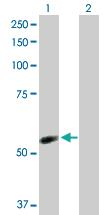 Anti-NDOR1 Rabbit Polyclonal Antibody