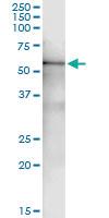 Anti-STK26 Rabbit Polyclonal Antibody