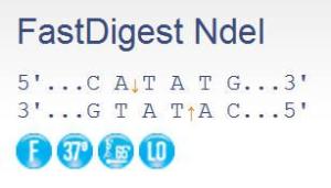 FERMFD0585 - ENZYME FD NDEI 2X500µL (1000RXN)