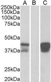 Antibody anti-POU2AF1 100 µg