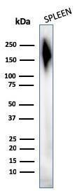 Western blot analysis of human spleen tissue lysate using Anti-CD45 Antibody [2B11 + PD7/26]