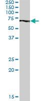 Anti-PABPC3 Mouse Polyclonal Antibody