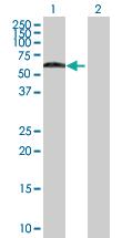 Anti-SS18 Mouse Polyclonal Antibody