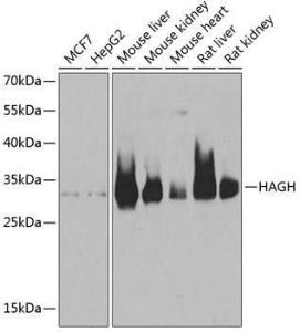 Anti-HAGH Antibody (A9940)