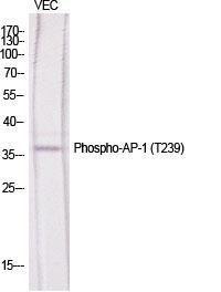 Anti-c-Jun Rabbit Polyclonal Antibody