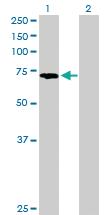 Anti-PABPC3 Mouse Polyclonal Antibody