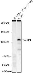 Western blot analysis of various lysates, using Anti-APLP1 Antibody [ARC60846] (A309280) at 1:1000 dilution. The secondary Antibody was Goat Anti-Rabbit IgG H&L Antibody (HRP) at 1:10000 dilution. Lysates/proteins were present at 25 µg per lane