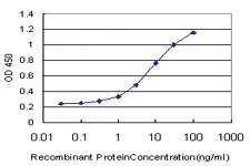 Anti-FNDC3A Mouse Monoclonal Antibody [clone: 2H4]