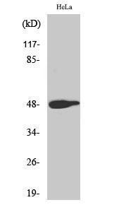 Anti-c-Jun Rabbit Polyclonal Antibody