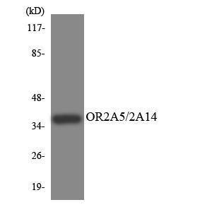 Western blot analysis of the lysates from COLO205 cells using Anti-OR2A5 + OR2A14 Antibody