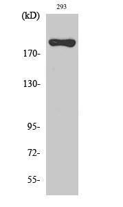 Western blot analysis of 293 cells using Anti-BRCA1 Antibody