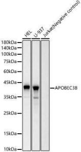 Western blot analysis of various lysates, using Anti-APOBEC3B Antibody [ARC60133] (A309281) at 1:1000 dilution