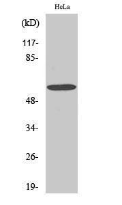 Western blot analysis of various cells using Anti-G3BP-1 Antibody