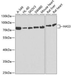 Anti-HAS3 Antibody (A9941)