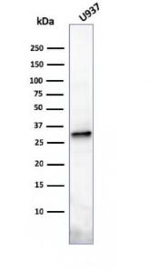 Western blot analysis of U937 cell lysate using Anti-Prolactin Antibody [PRL/2641]