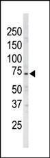 Anti-NUAK1 Rabbit Polyclonal Antibody (APC (Allophycocyanin))