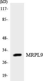 Western blot analysis of the lysates from HUVEC cells using Anti-MRPL9 Antibody