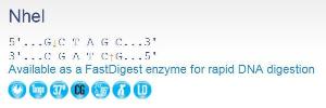 FERMER0975 - ENZYME NHEI 1000 UNITS