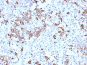 Immunohistochemical analysis of formalin-fixed, paraffin-embedded human pituitary using Anti-Prolactin Antibody [PRL/2642]