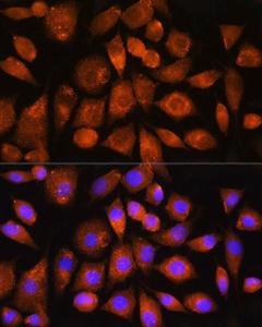 Immunofluorescence analysis of L929 cells using Anti-ATP synthase C Antibody (A305450) at a dilution of 1:100 DAPI was used to stain the cell nuclei (blue)