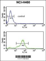 Anti-HIST4H4 Rabbit Polyclonal Antibody