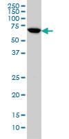 Anti-ARAF Mouse Monoclonal Antibody [clone: 5H8]