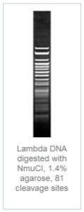 FERMFD1514 - ENZYME FD NMUCI 20µL (20RXN)