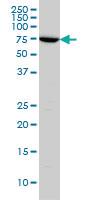 Anti-ARAF Mouse Monoclonal Antibody [clone: 4H7]